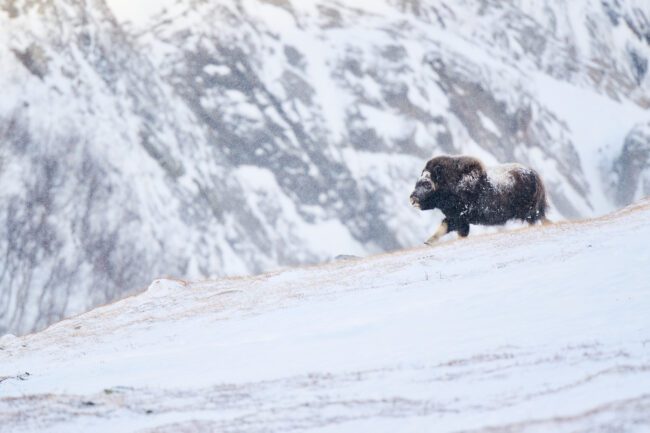 Photographing the Muskox in Dovrefjell During Winter