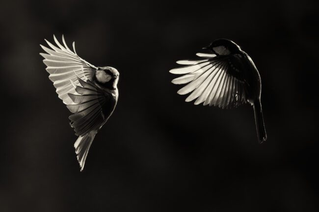 Choosing a Subject in Wildlife Photography