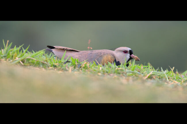 Using Panoramas for Wildlife Photography