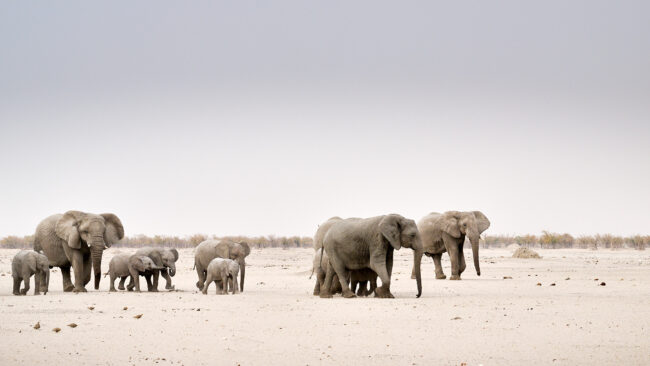 Photographing Wildlife at Etosha National Park (Part 1)