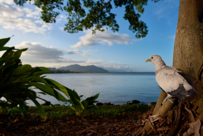 Using Off-Camera Flash for Nature Photography