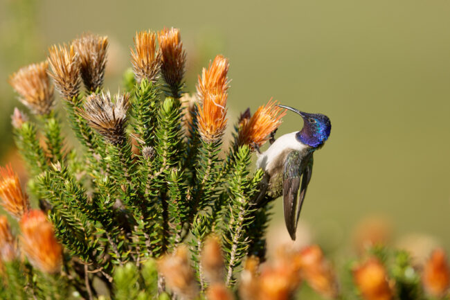 The Chimborazo Hillstar: A High-Altitude Hummingbird