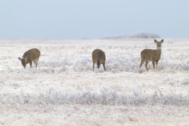 Photographing and Enjoying Alberta’s Nose Hill Park