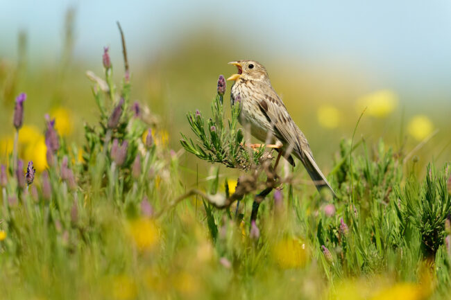 Photographing “Little Brown Jobs” – The Beauty of Less-Loved Birds