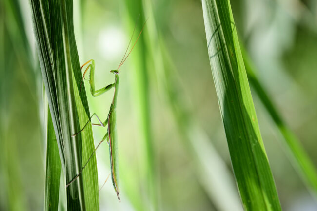 The Role of Negative Space in Nature Photography