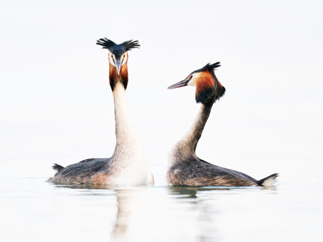 The Importance of Culling and Editing in Photography