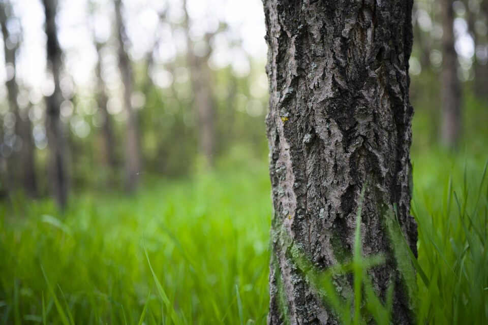 Viltrox50mm_Grass_Tree2_Jason_Polak