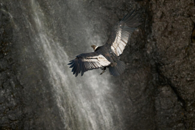 Under the Wings of the Condors: A Photo Story