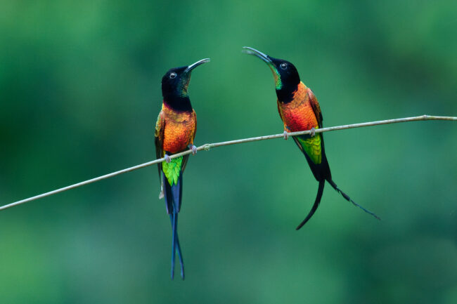 Photographing the Fiery Topaz: A Feathered Gemstone of the Amazon
