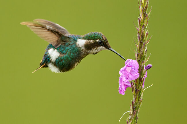 Photographing Small Creatures with a Big Lens
