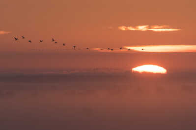 Common Crane