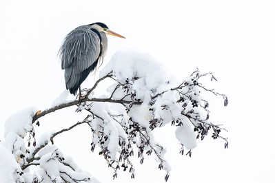 Gray Heron