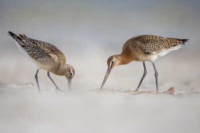 Black  and Bar tailed Godwit