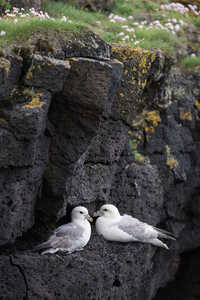 Northern Fulmar