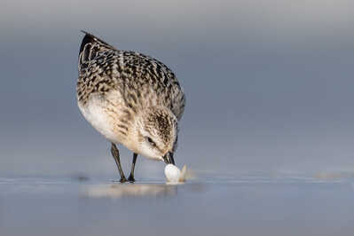 Sanderling