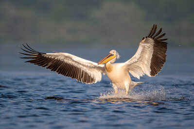 Great white pelican 2