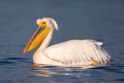 Great white pelican 3