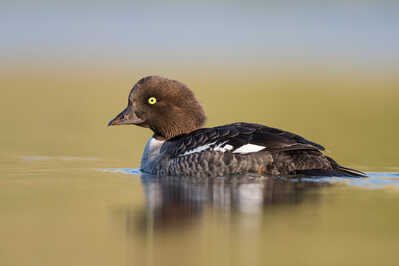 Barrows Goldeneye.jpg