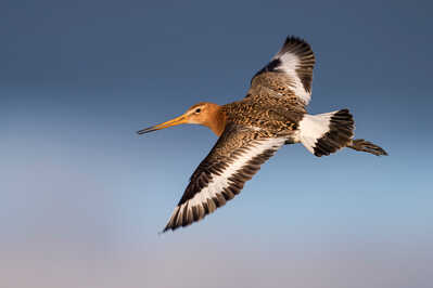 Black-tailed Godwit.jpg