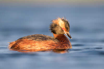 Horned Grebe.jpg