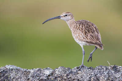 Whimbrel.jpg