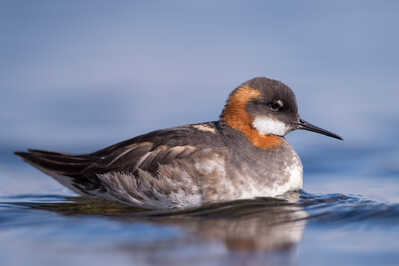 Red-necked Phalarope.jpg