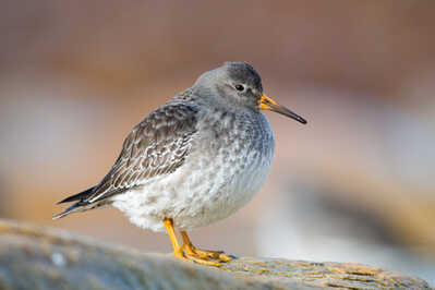 Purple Sandpiper