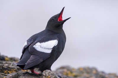 Black Guillemot