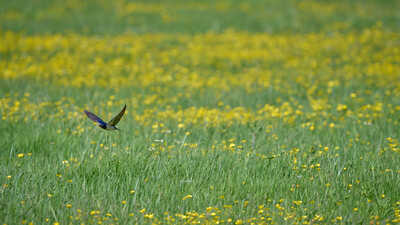 flying low by pierre lagarde df17yq3