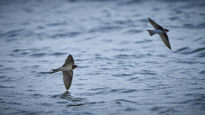 surfin  swallows by pierre lagarde dexsvjv