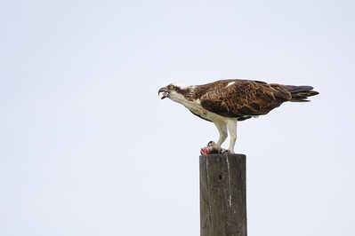 Osprey