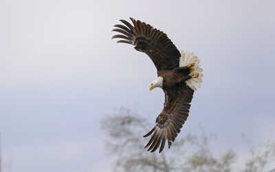 Bald Eagle