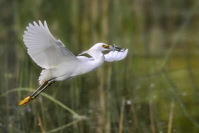 Snowy Egret