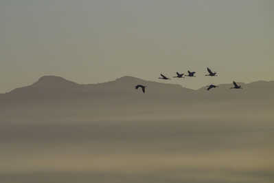 Sandhill Cranes in flight @ dawn