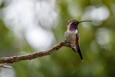 Lucifer Hummingbird