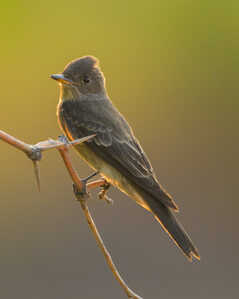  RJ80650 Western Wood Pewee