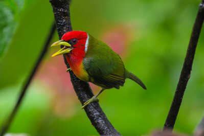  RJ87168 Red headed Barbet