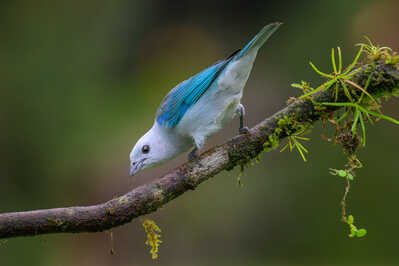  RJ87904 Blue gray Tanager