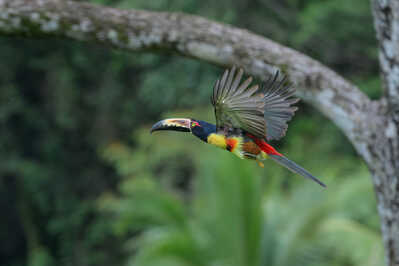  RJ84465 Collared Aracari in flight