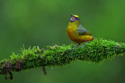  RJ85731 Olive backed Euphonia