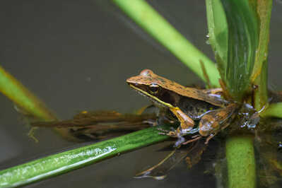  RJ89642 Shining Forest Frog