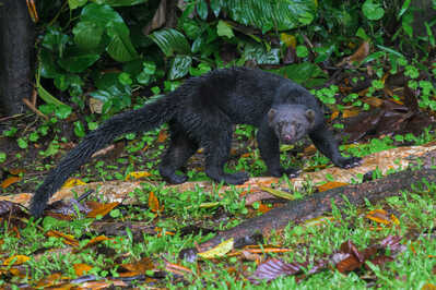  RJ82453 Tayra @ Arenal