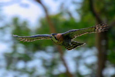  RJ81483 2 Ornate Hawk Eagle in flight