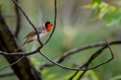 Red faced Warbler