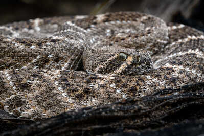 Western Diamondback