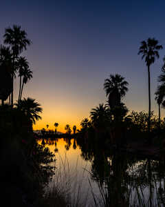 Palm Silhouettes & Dawn Colors Reflected