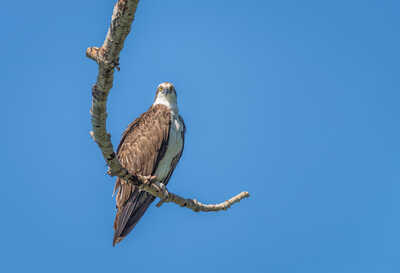 Osprey