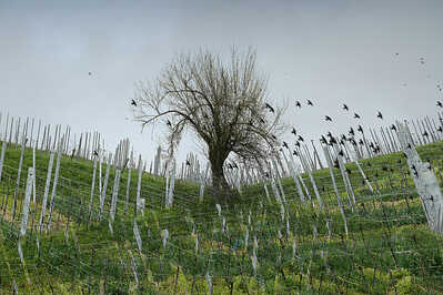 vineyard early spring