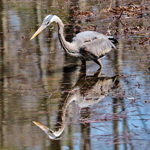 RTXT1998 Blue Heron Fishing