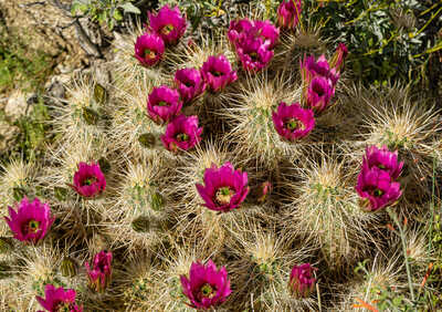 Cactus Flower b